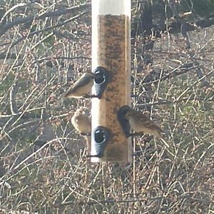 Meet your Posher, Dana